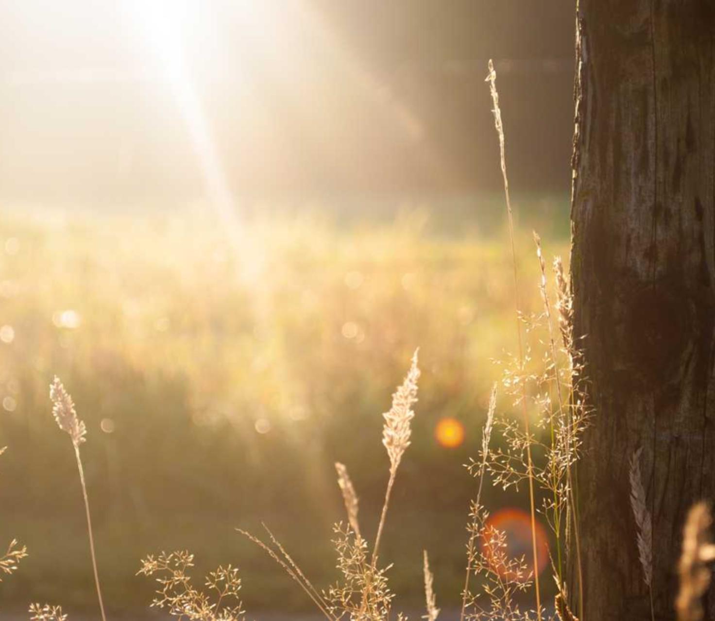 横扫千军:蜂鸟钱包app详情下载教程