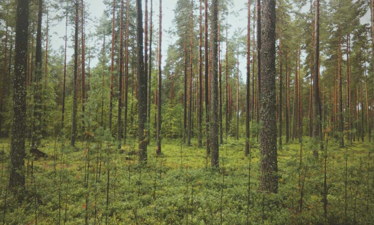 微信买号网站:详情下载教程365APP