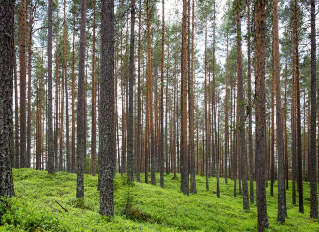 博猫游戏，注册|引流和转化的策略